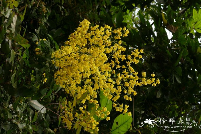 华南云实Caesalpinia crista