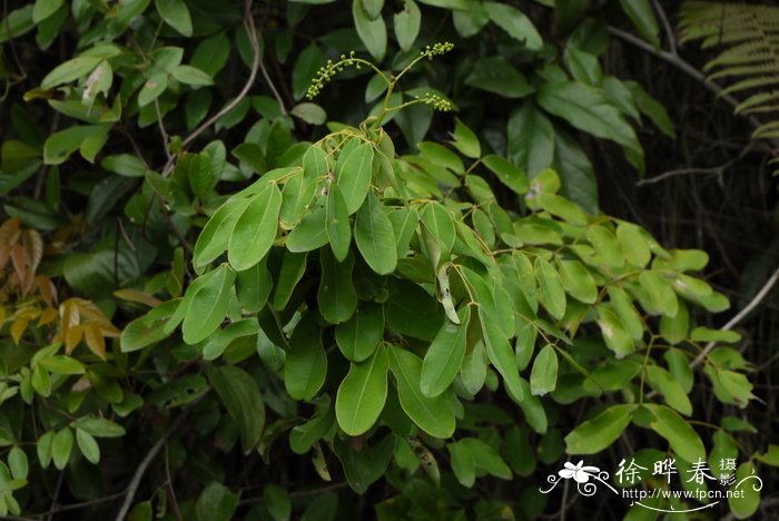 华南云实Caesalpinia crista