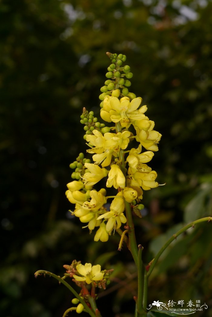 华南云实Caesalpinia crista