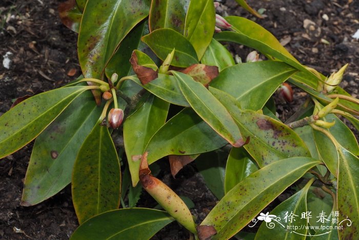 佛州八角Illicium floridanum