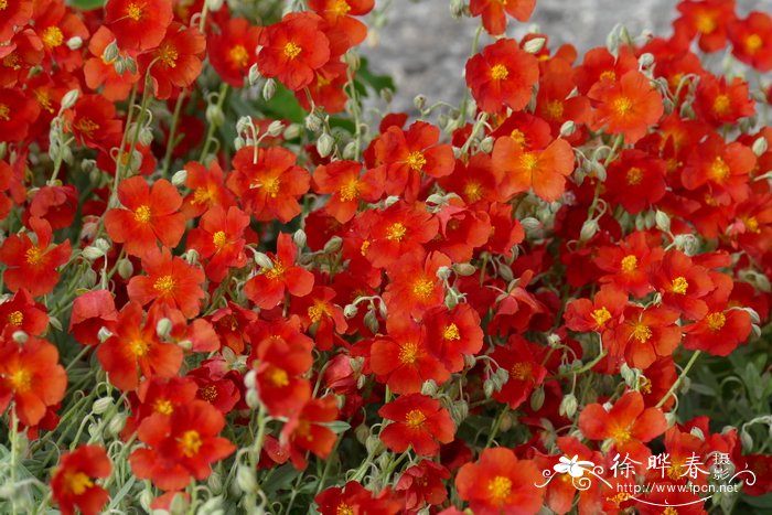 ‘火龙’半日花Helianthemum ‘Fire Dragon’