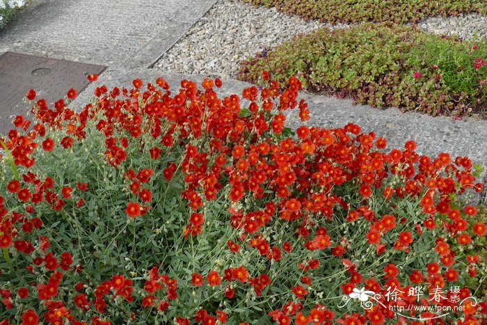 ‘火龙’半日花Helianthemum ‘Fire Dragon’