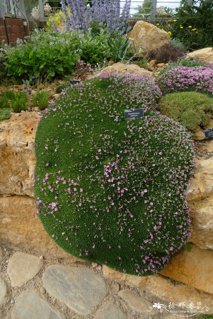 克里特彩花Acantholimon ulicinum var. creticum