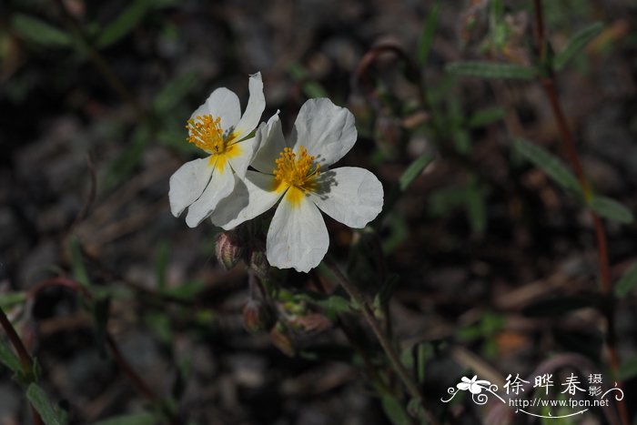 亚平宁半日花Helianthemum apenninum