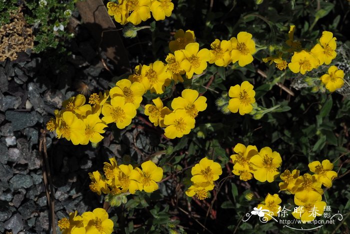 开纳半日花Helianthemum canum