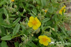 橙黄半日花Helianthemum croceum