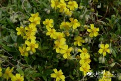 利比半日花Helianthemum lippii