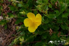 卵叶半日花Helianthemum nummularium subsp. obscurum