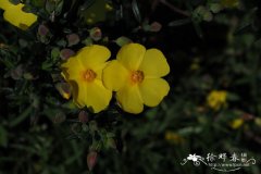 大萼海蔷薇Halimium calycinum