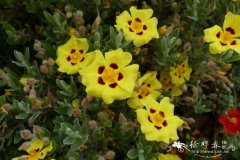 毛花海蔷薇Halimium lasianthum