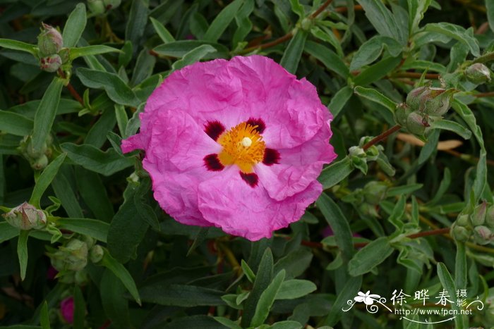 紫花岩蔷薇Cistus × purpureus