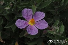 白毛叶岩蔷薇Cistus albidus