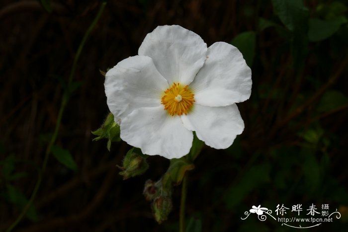 疏花岩蔷薇Cistus laxus