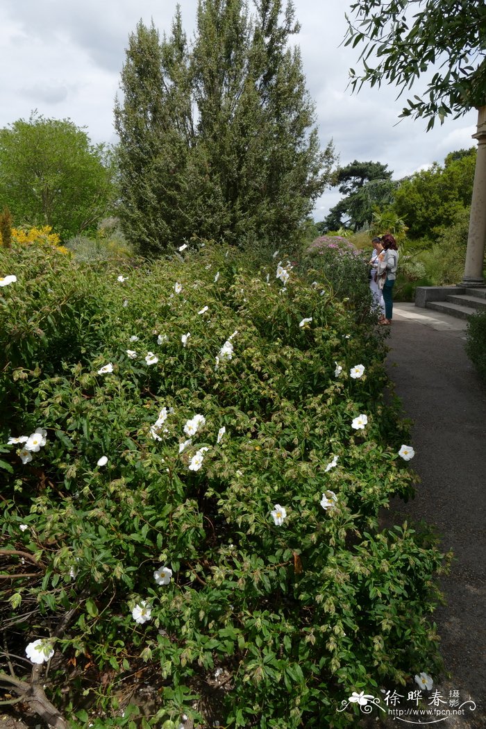 疏花岩蔷薇Cistus laxus