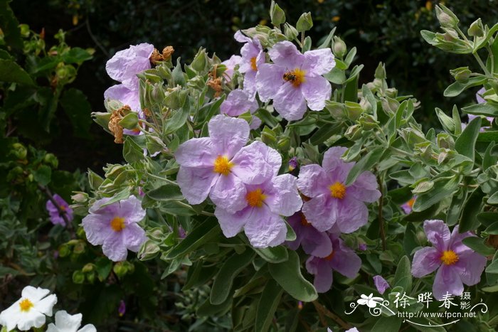 白毛叶岩蔷薇Cistus albidus