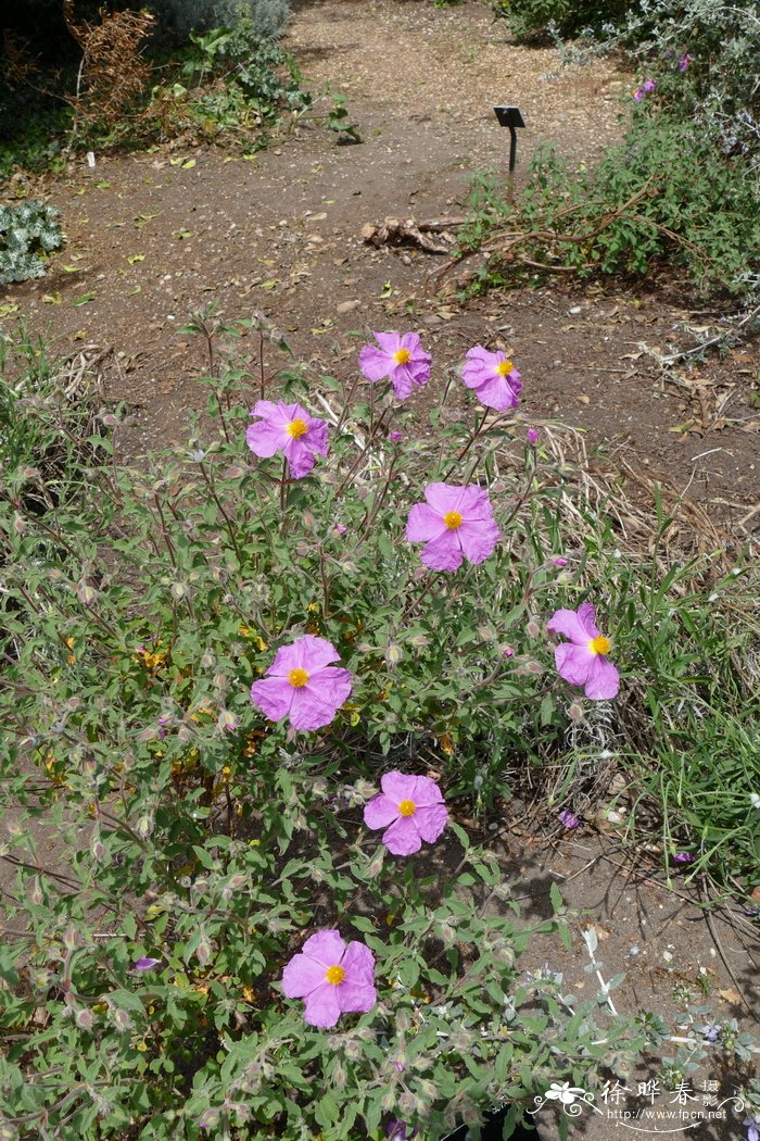 都灵半日花Cistus creticus var. tauricus