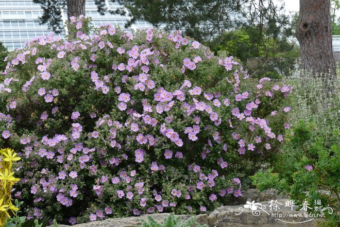 克里特岩蔷薇Cistus creticus