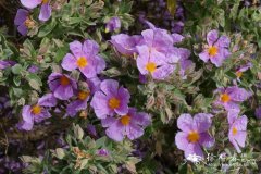 波叶岩蔷薇Cistus crispus