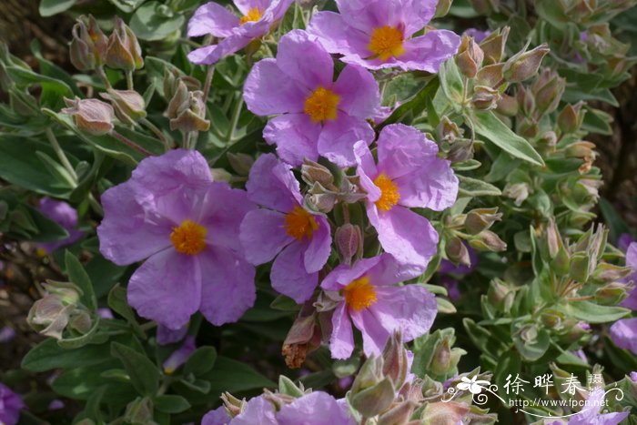波叶岩蔷薇Cistus crispus