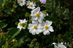 蒙彼利埃山岩蔷薇Cistus monspeliensis