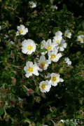 钝叶岩蔷薇Cistus obtusifolius