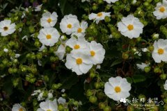 白杨叶岩蔷薇Cistus populifolius