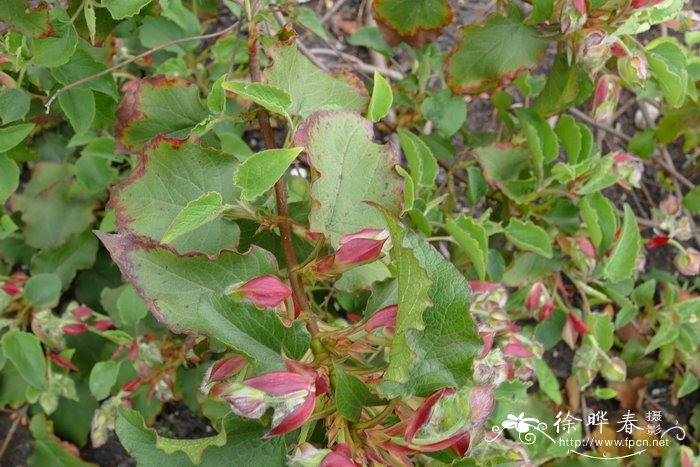 白杨叶岩蔷薇Cistus populifolius