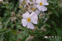 鼠尾草叶岩蔷薇Cistus salviifolius