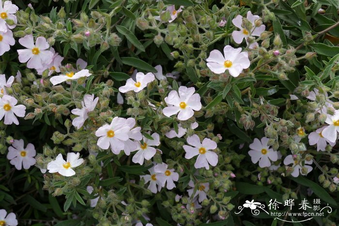 鼠尾草叶岩蔷薇Cistus salviifolius