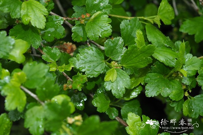 高山茶藨子Ribes alpinum