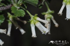 蜡叶茶藨子Ribes cereum