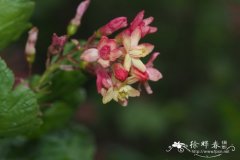 大头茶状茶藨子Ribes gordonianum