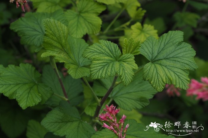 大头茶状茶藨子Ribes gordonianum