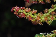 紫花茶藨子 Ribes luridum