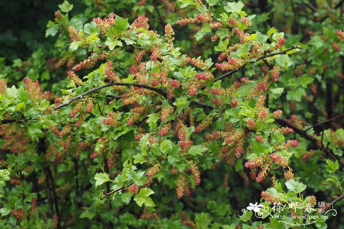 紫花茶藨子 Ribes luridum