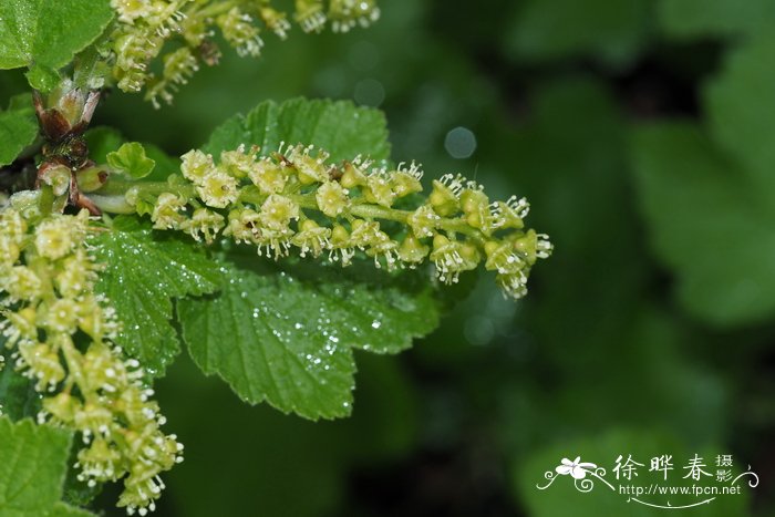 多花茶藨子 Ribes multiflorum