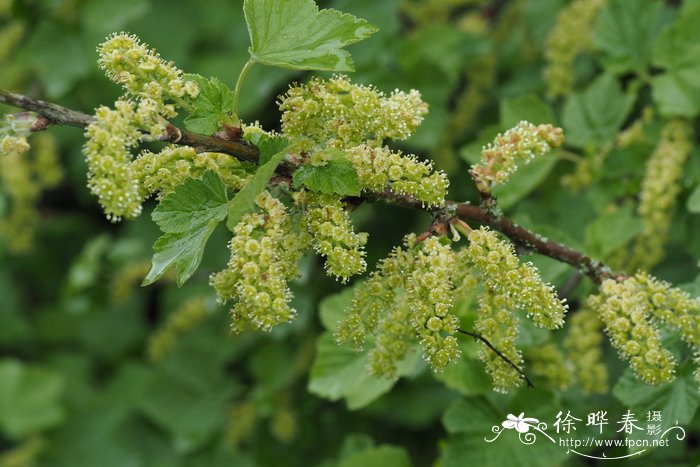 多花茶藨子 Ribes multiflorum