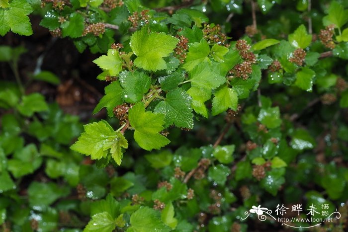 东方茶藨子Ribes orientale