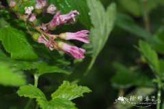 Ribes sanguineum var. glutinosum