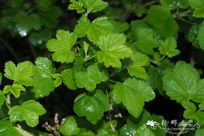 Ribes sanguineum var. glutinosum