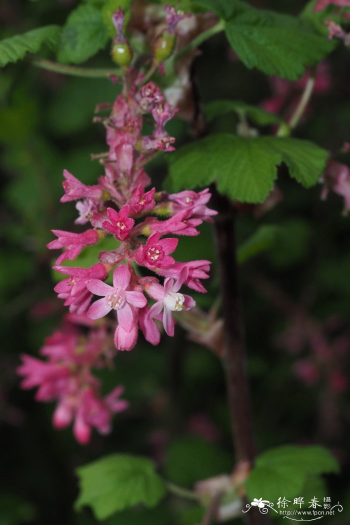 绯红茶藨子Ribes sanguineum