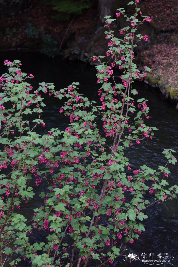 绯红茶藨子Ribes sanguineum