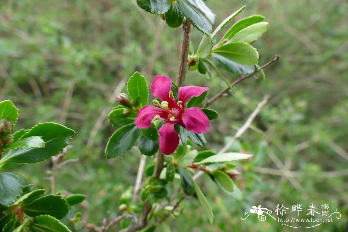 ‘威廉沃森’南鼠刺Escallonia  ‘Witliam Watson’