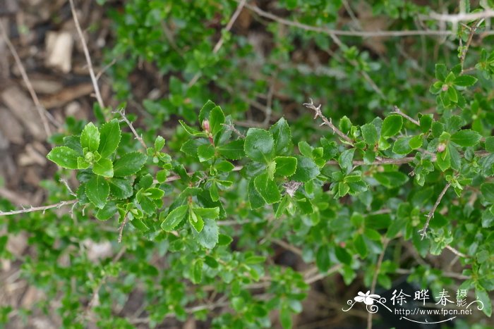 ‘威廉沃森’南鼠刺Escallonia  ‘Witliam Watson’