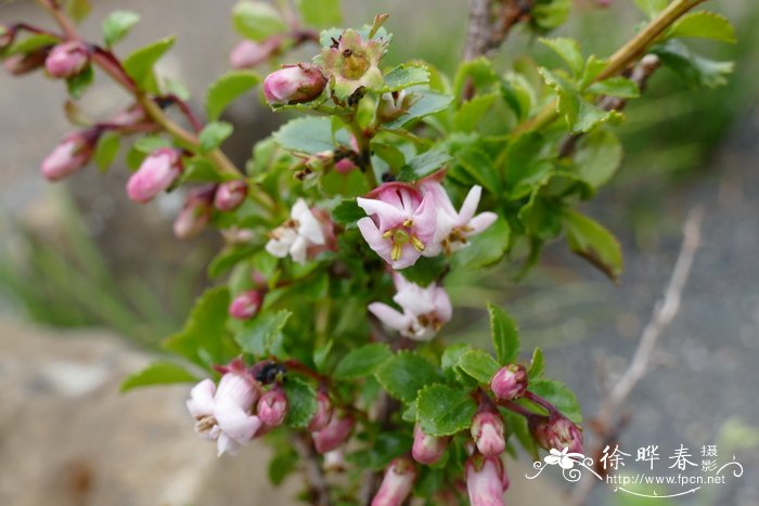 高山南鼠刺Escallonia alpina