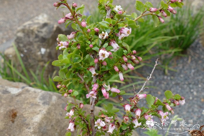 高山南鼠刺Escallonia alpina