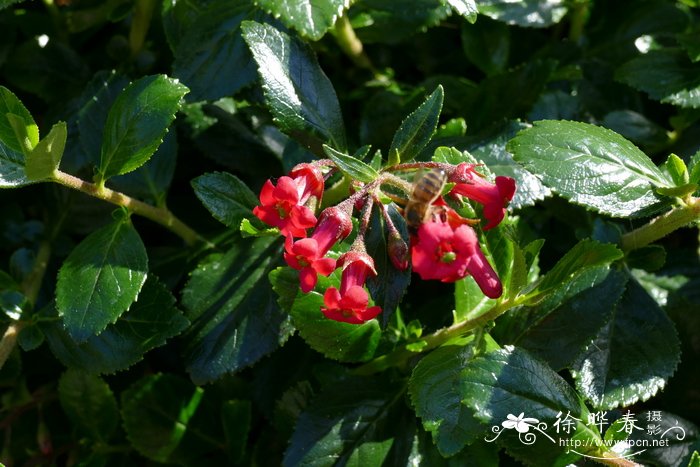 '绯红'南鼠刺Escallonia 'Crimson Spire'