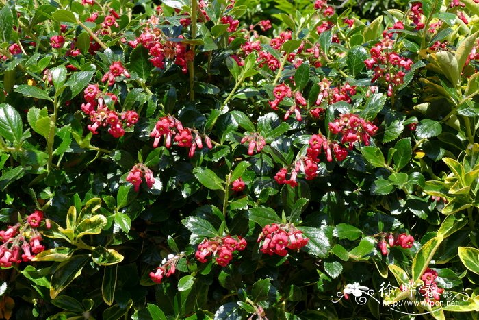 '绯红'南鼠刺Escallonia 'Crimson Spire'