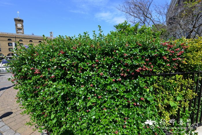 '绯红'南鼠刺Escallonia 'Crimson Spire'