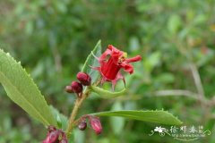 大花南鼠刺Escallonia rubra var. macrantha